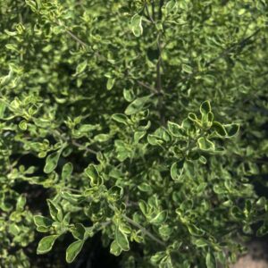 Variegated Australian Mint Bush