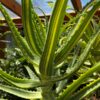 Variegated Candelabra Aloe