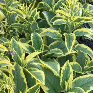 Variegated Comfrey Axminster Gold