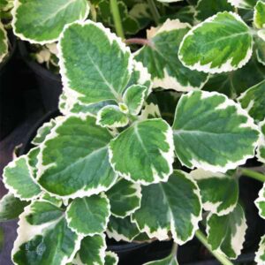 Variegated Cuban Oregano