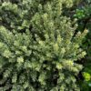 Variegated Dwarf Mediterranean Myrtle