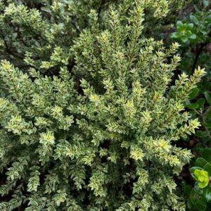 Variegated Dwarf Mediterranean Myrtle