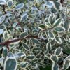 Variegated Italian Buckthorn
