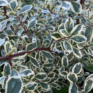 Variegated Italian Buckthorn