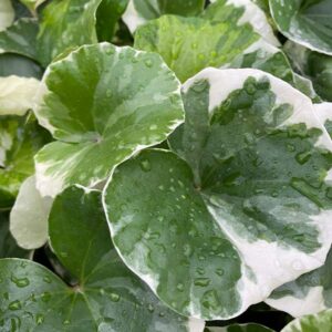 Variegated Leopard Plant