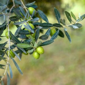Vassilika Olive