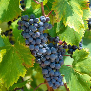 Venus Seedless Table Grape