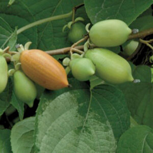 Vera's Pride™ Silver Vine Kiwi