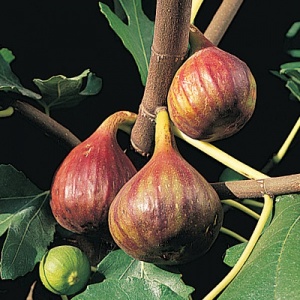 Vern's Brown Turkey Fig