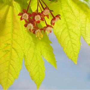 Vine Maple