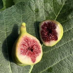 Violet Sepor Fig Tree