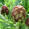 Violetta Artichoke