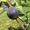 Violette Dauphine Fig