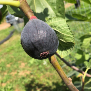 Violette Dauphine Fig