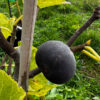 Violette de Solliès Fig