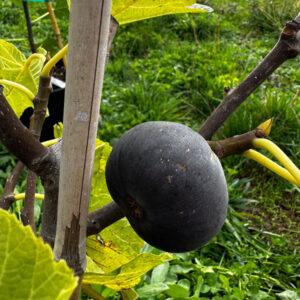 Violette de Solliès Fig