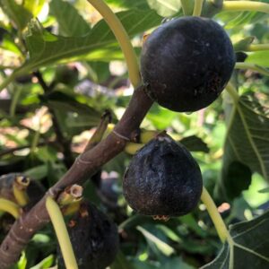Vista Fig Tree