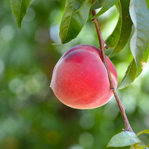Vivid Peach Tree
