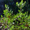 Wayside Manzanita