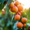 Wenatchee Moorpark Apricot Tree
