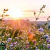 Western Pollinator Wildflower Mix