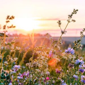 Western Pollinator Wildflower Mix