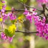 Western Redbud