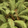 Western Sword Fern