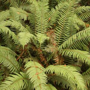 Western Sword Fern