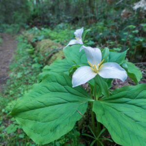 Western Trillium