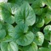 Western Wild Ginger