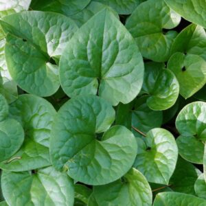 Western Wild Ginger