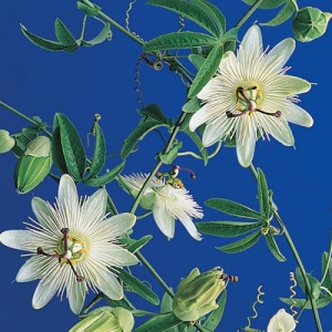 White Crown Passionflower