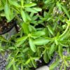 White Flowering Autumn Sage