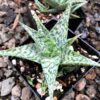 White Fox Aloe