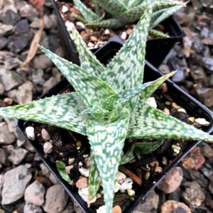 White Fox Aloe