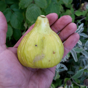 White Genoa Fig