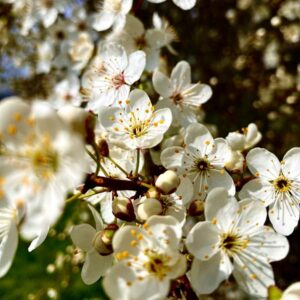 White Knockout Apricot Tree