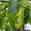 White Pakistan Mulberry