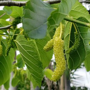 White Pakistan Mulberry