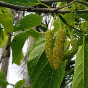 White Pakistan Mulberry
