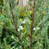 White Rosemary