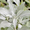 White Sage