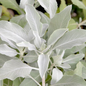 White Sage