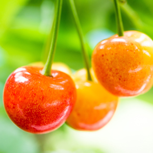WhiteGold™ Cherry
