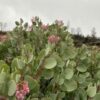 Whiteleaf Manzanita