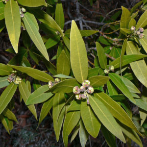 Willow Bay Tree