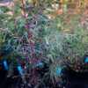 Willow Leaved Peppermint Eucalyptus_