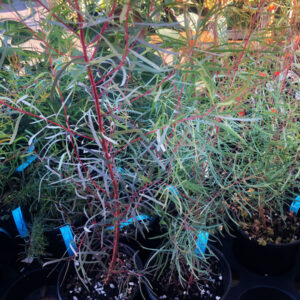 Willow Leaved Peppermint Eucalyptus_