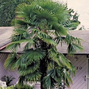 Windmill Palm